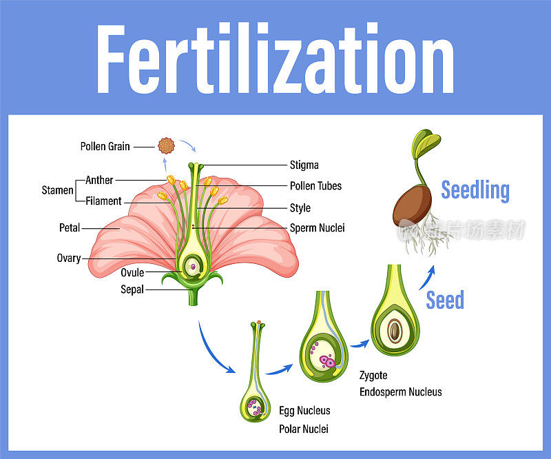 Diagram showing fertilization in flower